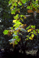 October foliage, Sonoma County